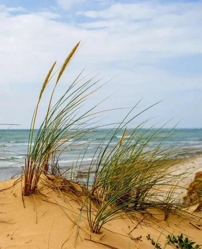 Plage naturelle accessible depuis un camping sur l’île d’Oléron