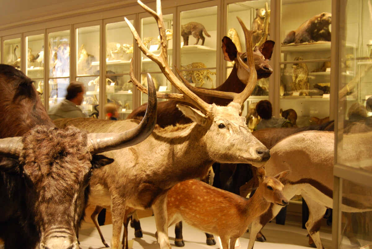 Die ausgestopften Tiere des Naturhistorischen Museums von La Rochelle 14862 1200px