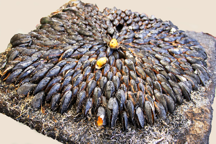 Oléron Mussels, a speciality of the island Charente Maritime New Aquitaine